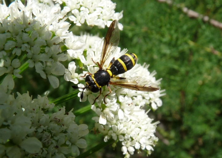 Ceriana vespiformis